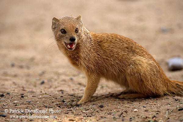 Mongoose (Yellow), Etosha NP, Namibia -  Mangouste fauve 14933