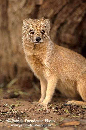 Mongoose (Yellow), Etosha NP, Namibia -  Mangouste fauve 14934