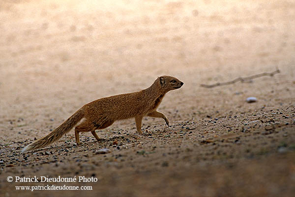 Mongoose (Yellow), Etosha NP, Namibia -  Mangouste fauve 14937