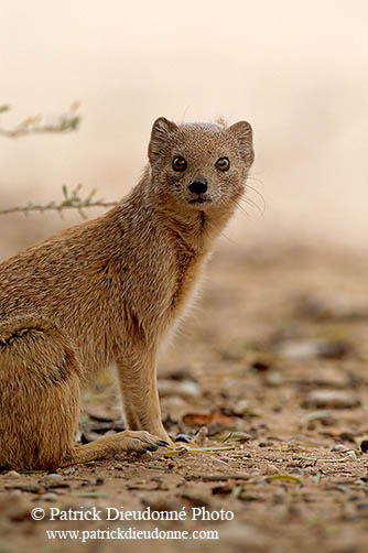 Mongoose (Yellow), Etosha NP, Namibia -  Mangouste fauve 14936