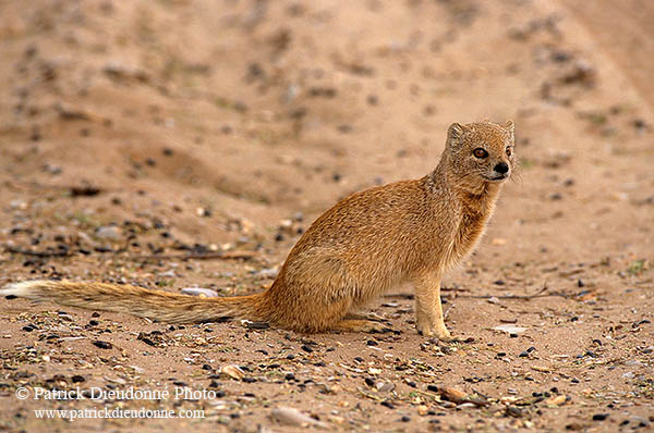 Mongoose (Yellow), Etosha NP, Namibia -  Mangouste fauve 14939