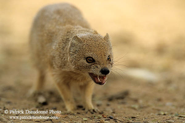 Mongoose (Yellow), Etosha NP, Namibia -  Mangouste fauve 14940