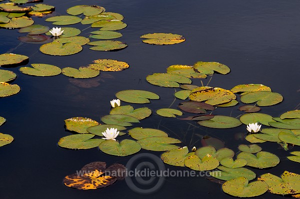 White Water-lily, Mizen peninsula, Ireland - Nénuphar blanc, Irlande  15473