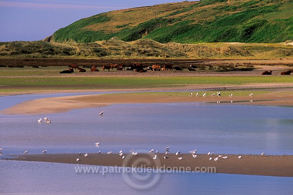 Barley Cove, near Dough, Mizen peninsula, Ireland - Mizen peninsula  15479