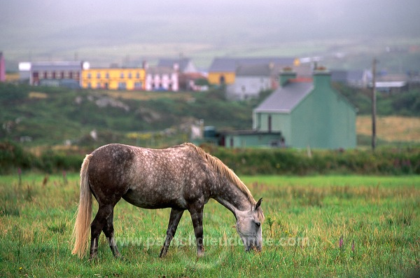Horses near Allihies, Beara, Ireland - Chevaux près d'Allihies