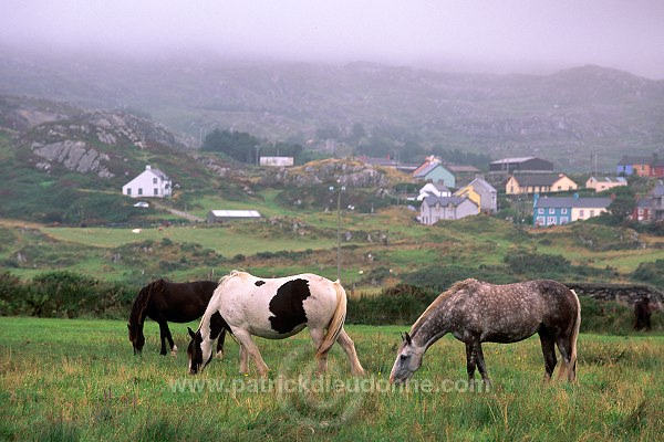 Horses near Allihies, Beara, Ireland - Chevaux près d'Allihies, Irlande  15554