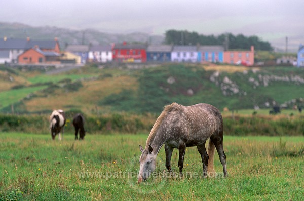 Horses near Allihies, Beara, Ireland - Chevaux près d'Allihies, Irlande  15553