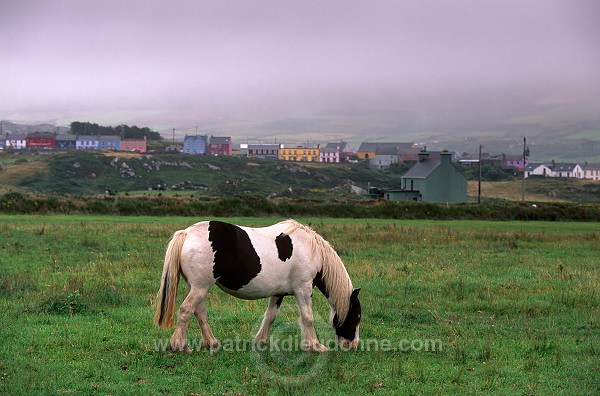 Tinker Horses near Allihies, Beara, Ireland - Chevaux Tinker, Irlande  15555