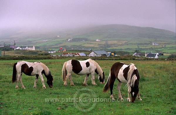 Tinker Horses near Allihies, Beara, Ireland - Chevaux Tinker, Irlande  15561