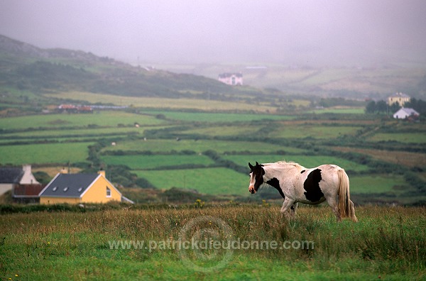 Tinker Horses near Allihies, Beara, Ireland - Chevaux Tinker, Irlande  15556