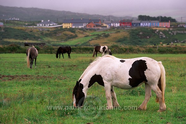 Tinker Horses near Allihies, Beara, Ireland - Chevaux Tinker, Irlande  15557