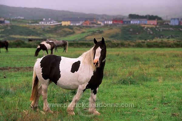 Tinker Horses near Allihies, Beara, Ireland - Chevaux Tinker, Irlande  15556