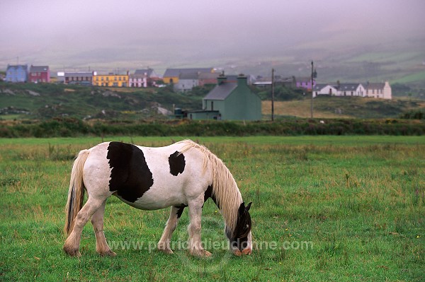 Tinker Horses near Allihies, Beara, Ireland - Chevaux Tinker, Irlande  15559