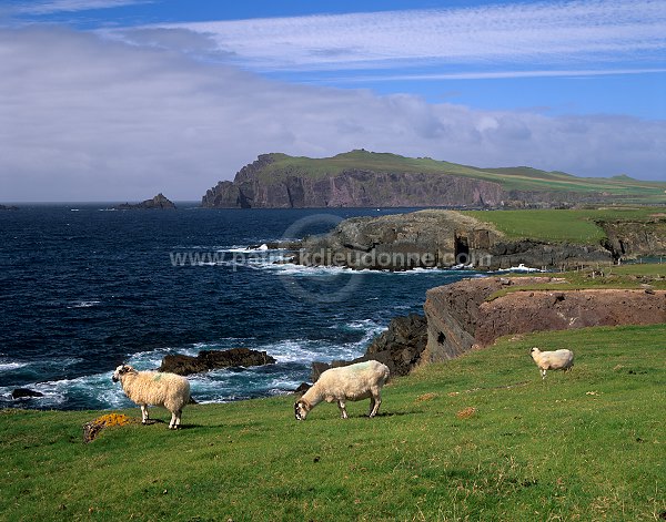 Sybil Head, Dingle peninsula, Ireland - Sybil Head, Dingle, Irlande  15441