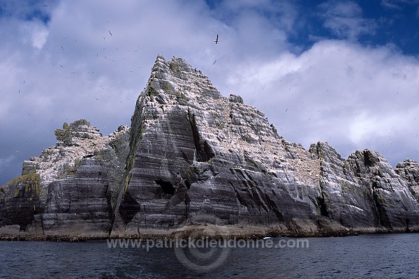 Little Skellig reserve, Kerry, Ireland - Reserve de little Skellig, Irlande  15299