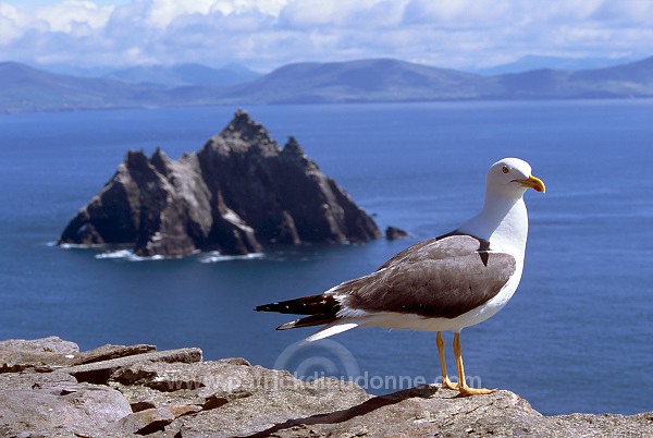 Little Skellig reserve, Kerry, Ireland - Reserve de little Skellig, Irlande  15304