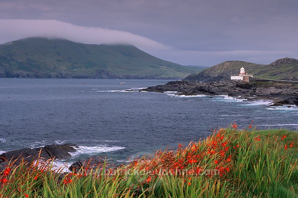 Valentia island, Kerry, Ireland - Ile de Valentia, Kerry, Irlande  15535