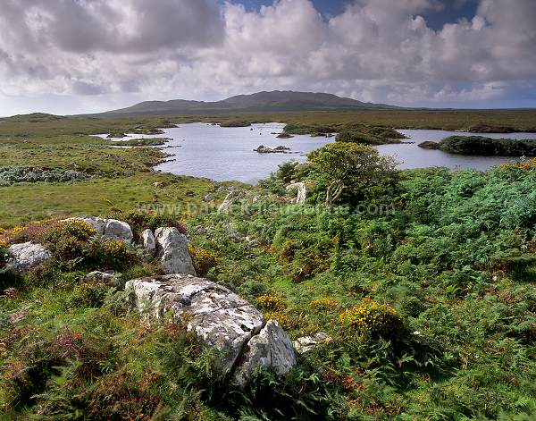 Connemara moors, Ireland - Landes du Connemara, Irlande  15413