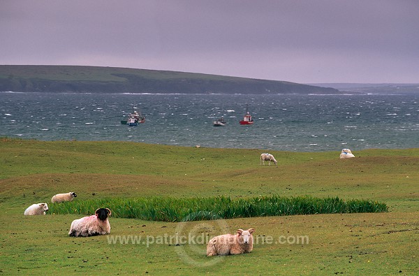 Sheep near Benwee Head, Ireland - Benwee Head, Irlande  15487