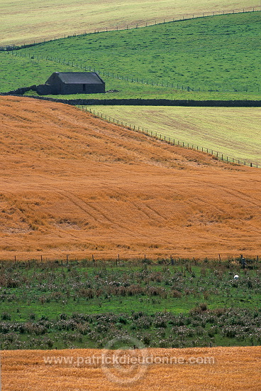 Fields at Kirbister, Orkney, Scotland -  Champs à Kirbister, Orcades, Ecosse  15581