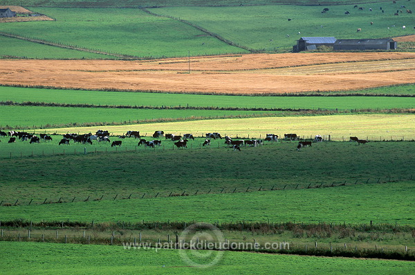Fields at Kirbister, Orkney, Scotland -  Champs à Kirbister, Orcades, Ecosse  15583