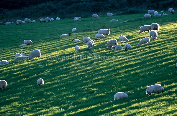 Sheep, Argyll, Scotland - Moutons, Ecosse - 18965