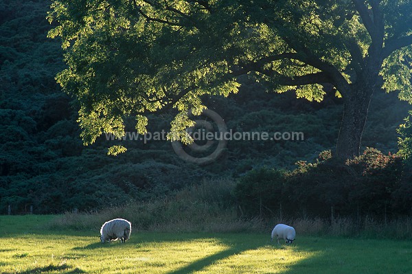 Sheep, Argyll, Scotland - Moutons, Ecosse - 18966