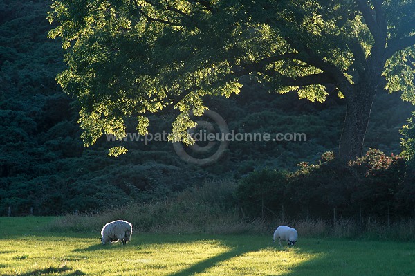 Sheep, Argyll, Scotland - Moutons, Ecosse - 18966