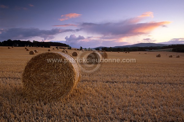 Harvested crops, Aberdeenshire, Scotland -  Ecosse -  15988