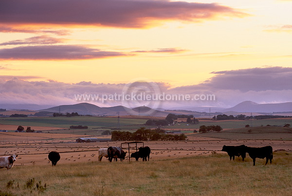 Countryside, Aberdeenshire, Scotland - Ecosse - 15993