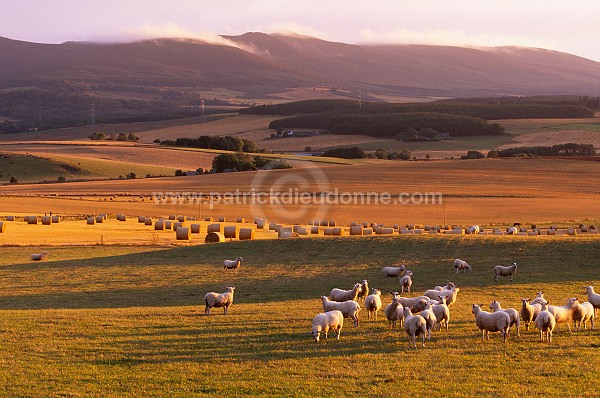 Countryside, Aberdeenshire, Scotland - Ecosse - 15994
