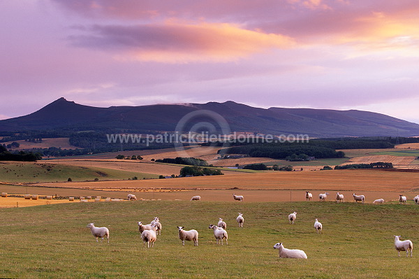 Countryside, Aberdeenshire, Scotland - Ecosse - 15995