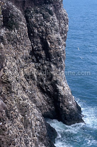 Fowlsheugh bird reserve, Scotland -  Fowlsheug, Ecosse - 18811