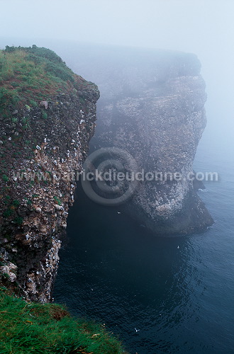 Fowlsheugh bird reserve, Scotland -  Fowlsheug, Ecosse - 18817