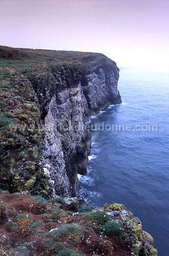 Fowlsheugh bird reserve, Scotland -  Fowlsheug, Ecosse - 18822