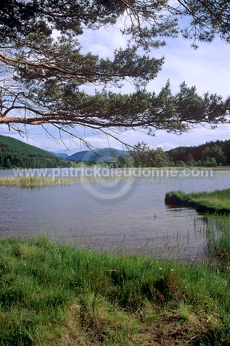 Lake and forest, Grampians, Scotland - Grampians, Ecosse - 18828