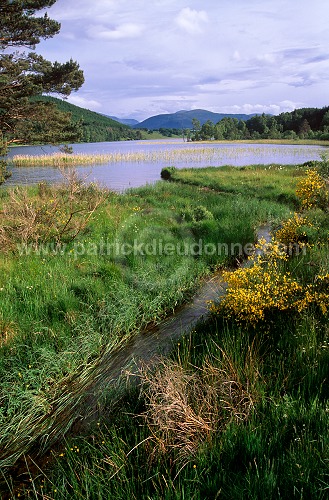 Lake and forest, Grampians, Scotland - Grampians, Ecosse - 18829
