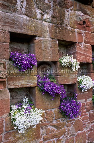 Edzell Castle and Renaissance garden, Angus, Scotland - Ecosse -