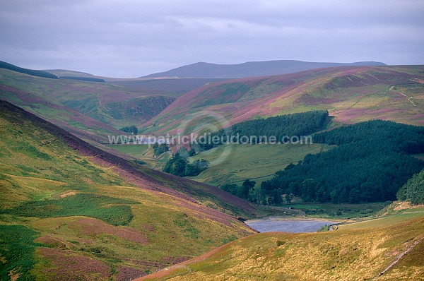 Pentland Hills, Scotland  -  Pentland Hills, Ecosse - 16015