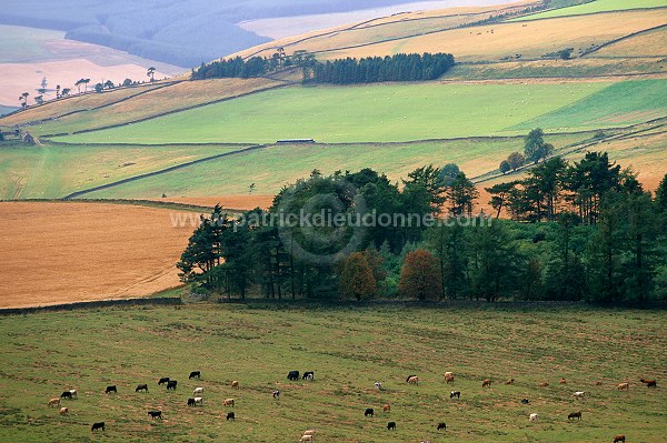 Pentland Hills, Scotland - Pentland Hills, Ecosse - 16017