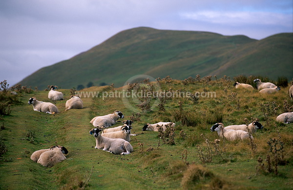 Sheep, Pentland Hills, Scotland  - Pentland Hills, Ecosse - 16018