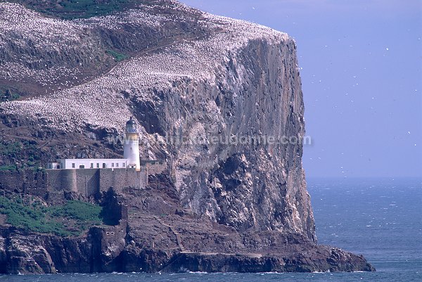 Bass Rock, East Lothian, Scotland - Bass Rock, Ecosse - 18835