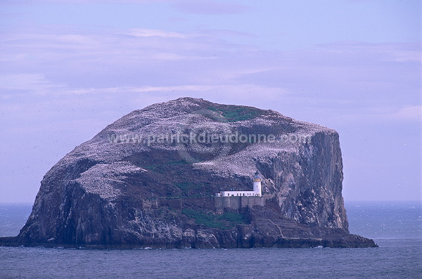 Bass Rock, East Lothian, Scotland - Bass Rock, Ecosse - 18836