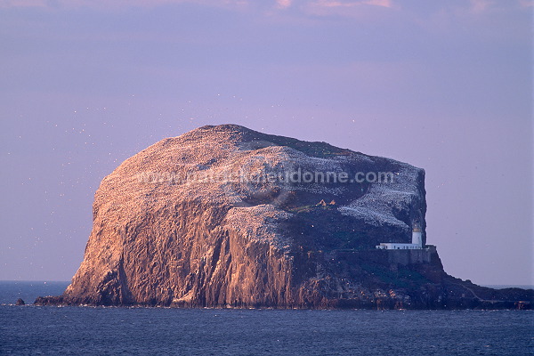 Bass Rock, East Lothian, Scotland - Bass Rock, Ecosse - 18837