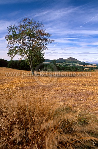 Tree, Eildon Hills, Borders, Scotland - Borders, Ecosse -  16009