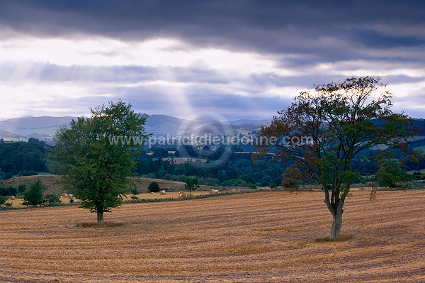 Trees, Tweed valley, Borders, Scotland - Tweed, Ecosse - 16011