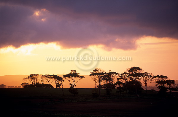 Sunset and trees, Ayrshire, Scotland - Couchant, Ecosse - 18827