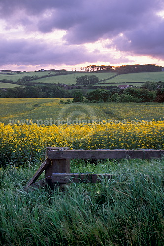 Crops, Borders region, Scotland - Borders, Ecosse - 18831