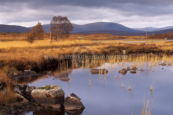 Rannoch Moor, Highlands, Scotland - Rannoch Moor, Ecosse - 16259