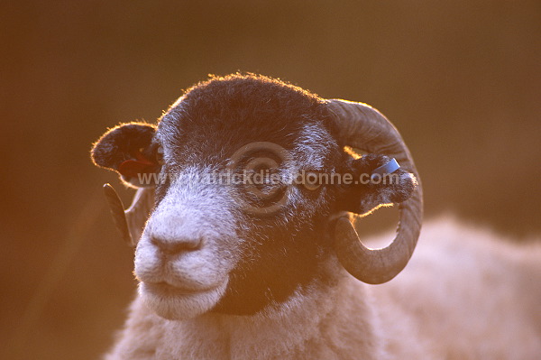 Scottish Blackface ram, Scotland -  Bélier, Ecosse - 16270